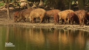 Eine Rotte Wollschweine an einem Teich. © Screenshot 