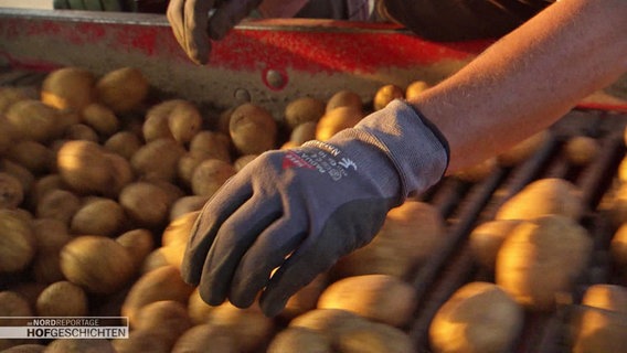 Eine Hand mit Arbeitshandschuh sortiert Kartoffel über den Rollen einer Landmaschine. © Screenshot 