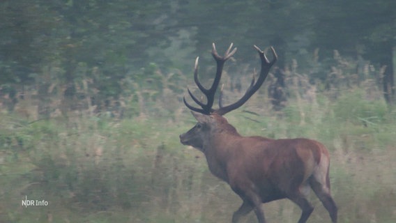 Ein Hirsch läuft in den Wald. © Screenshot 