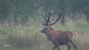 Ein Hirsch läuft in den Wald. © Screenshot 