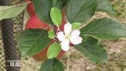 Eine Blüte an einem Apfelbaum. © Screenshot 