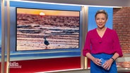 Christina von Saß moderiert Hallo Niedersachsen. © Screenshot 