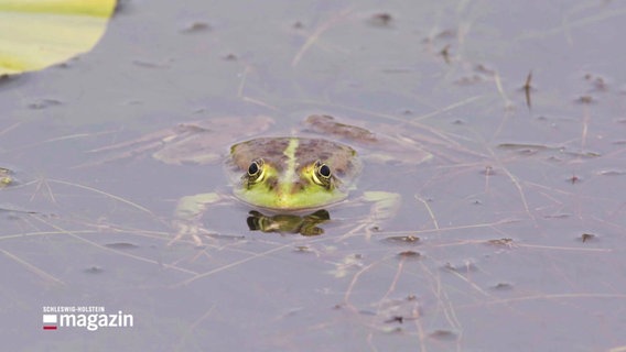 Ein Frosch schwimmt im Wasser. © Screenshot 