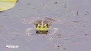 Ein Frosch schwimmt im Wasser. © Screenshot 