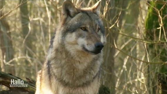 Ein Wolf im Wald. © Screenshot 