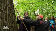 Forschende der TU Clausthal suchen einen Hefepilz an einem Baum. © Screenshot 