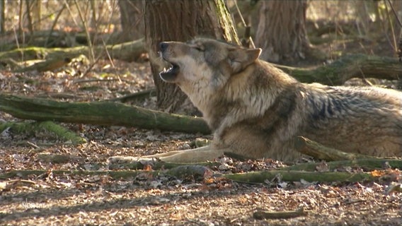 Ein Wolf heult im Wald. © Screenshot 