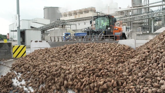 Vor einer Industrieanlage schiebt ein Traktor eine Ladung Zuckerrüben zu einem großen Haufen zusammen. © Screenshot 