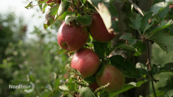 Äpfel an einem Baum. © Screenshot 