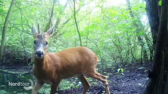 Ein Reh im Wald. © Screenshot 