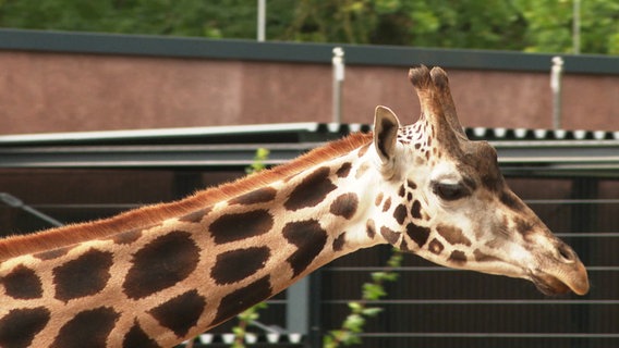 Hals und Kopf einer Giraffe. © Screenshot 