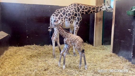 Giraffe "Daisy" mit ihrem Giraffenbullen © Screenshot 