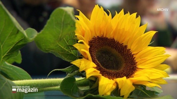 Eine Sonnenblume. © Screenshot 