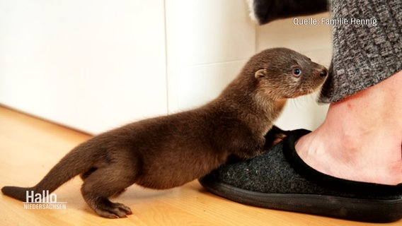 Der junge Otter Nemo stützt sich auf Melina Hennigs Fuß. Quelle: Familie Hennig. © Screenshot 