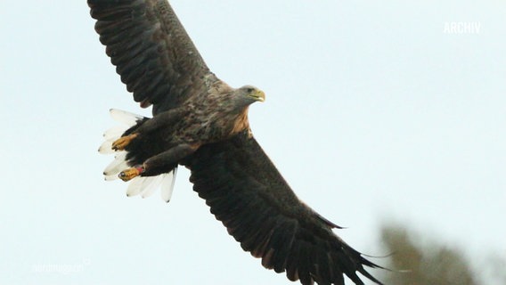 Ein Steinadler im Flug. © Screenshot 