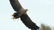 Ein Steinadler im Flug. © Screenshot 