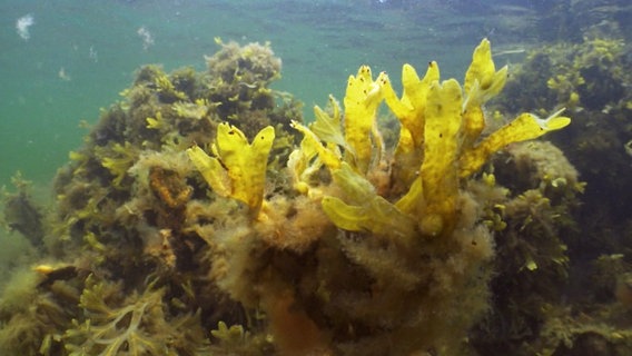 Unterwasseraufnahme von der Ostsee © Screenshot 