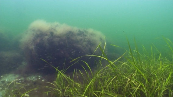 Seegraswiese in der Ostsee © Screenshot 