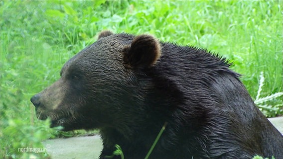 Der Bär Balou. © Screenshot 