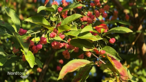 Rote Beeren an einem Strauch. © Screenshot 