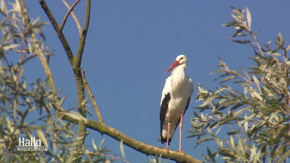 Ein Storch sitzt in einem Baum © Screenshot 