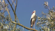 Ein Storch sitzt in einem Baum © Screenshot 