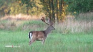 Einen majestätischer Rothirsch mit Geweih auf einer grünen Wiese, umgeben von Bäumen. © Screenshot 