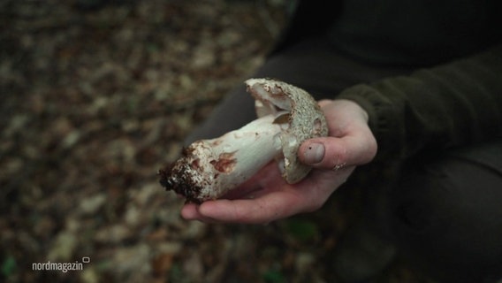 Philipp Buchfink hält einen großen Pilz in der Hand. © Screenshot 