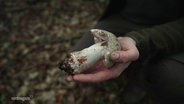 Philipp Buchfink hält einen großen Pilz in der Hand. © Screenshot 