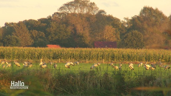 Eine Gruppe von Kranichen sitzt auf einer Wiese neben einem Feld. © Screenshot 