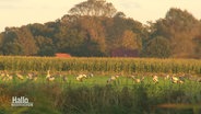 Eine Gruppe von Kranichen sitzt auf einer Wiese neben einem Feld. © Screenshot 