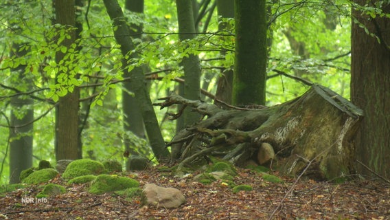 Wald in Schleswig-Holstein. © Screenshot 