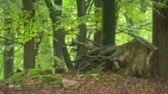 Wald in Schleswig-Holstein. © Screenshot 