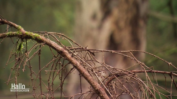 Ein trockener Ast in einem Wald. © Screenshot 