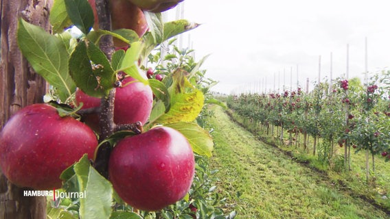 Äpfel auf einer Obstplantage im Alten Land. © Screenshot 