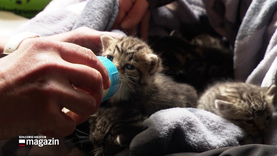 Eine Frau füttert ausgesetzte Katzenbabys mit einer Flasche. © Screenshot 