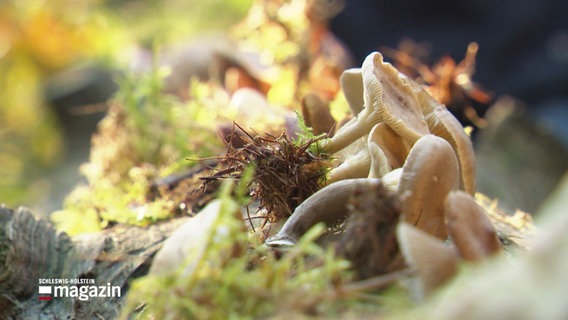 Verschiedene Waldpilze liegen auf einem Baumstamm. © Screenshot 