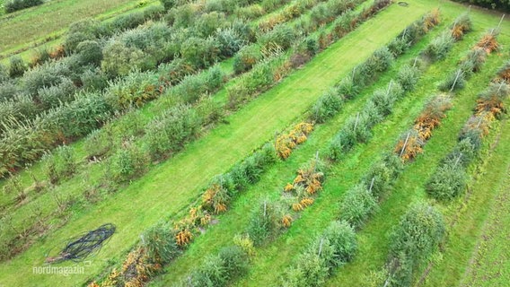 Eine Obstplantage von oben. © Screenshot 