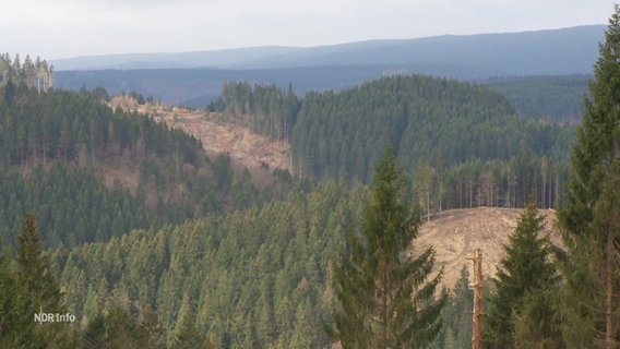 Ein Wald ist von tiefen Schneisen durchzogen. © Screenshot 