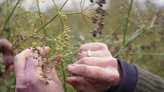 Nahaufnahme: Bitterfenchel auf dem Feld und zwei Hände. © Screenshot 