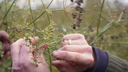 Nahaufnahme: Bitterfenchel auf dem Feld und zwei Hände. © Screenshot 