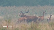 Ein Rothirsch röhrt auf einer Wiese. Um ihn herum stehen weibliche Hirsche, in der Jägersprache auch Kahlwild genannt. © Screenshot 