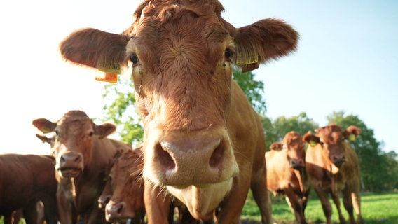 Ein Limousin-Rind schaut neugierig in die Kamera. © Screenshot 