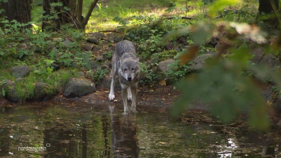 Ein Wolf im Wald. © Screenshot 