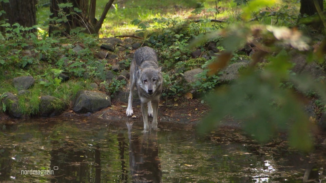 Neues Wolfsrudel in der Region Stern Buchholz bei Schwerin