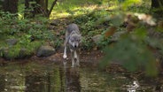 Ein Wolf im Wald. © Screenshot 