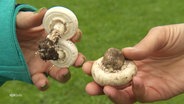 Zwei Hände halten Champignons und Knollenblätterpilz - die beiden Pilze sehen sich zum Verwechseln ähnlich. © Screenshot 