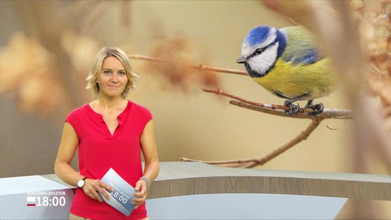 Marie-Luise Brahm moderiert das Schleswig-Holstein 18.00. © Screenshot 