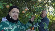 Zwei Männer beim Apfel-Ernten. © Screenshot 