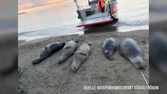 Tote Robben liegen an einem Strandabschnitt © Screenshot 